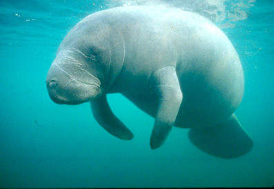 A Florida manatee in the Indian River Lagoon, the defining wildlife of the Rockledge waterfront.